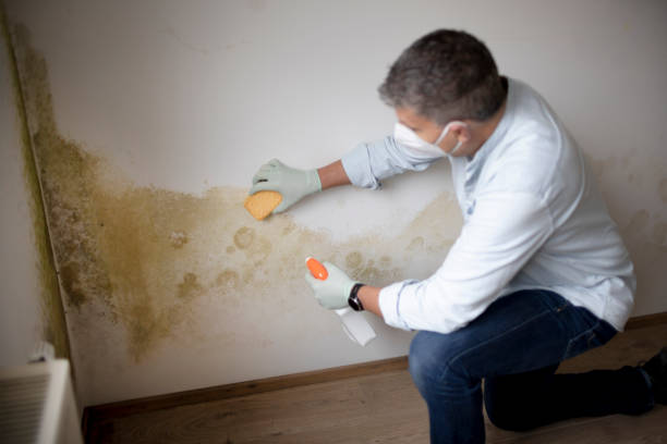 Best Mold Damage Restoration  in San Diego, TX