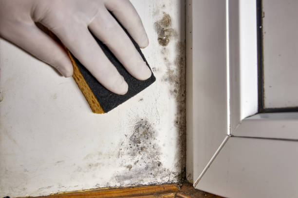  San Diego, TX Mold Removal Pros